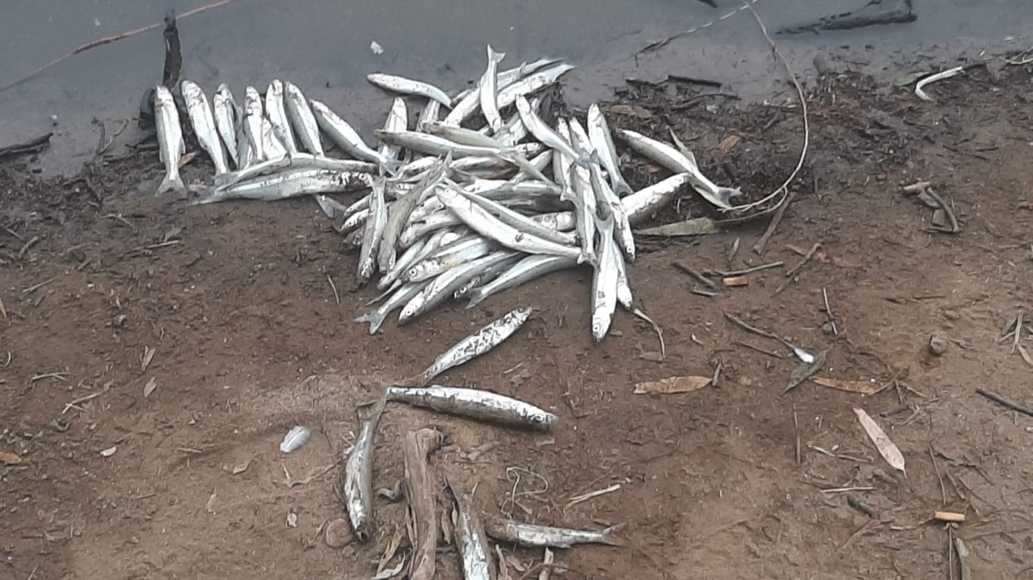 Jáchal: la próxima semana entregan el informe final por los peces muertos