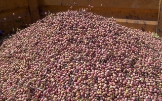 Pistachos: el fruto seco recomendado por expertos para mejorar la energía y el sueño