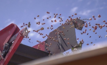 El pistacho amplió hectáreas en San Juan y generó más dólares en 2025