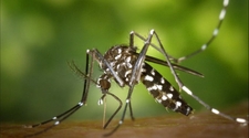 Dengue en San Juan: confirmaron cuarto caso de un hombre que viajó a Santiago del Estero