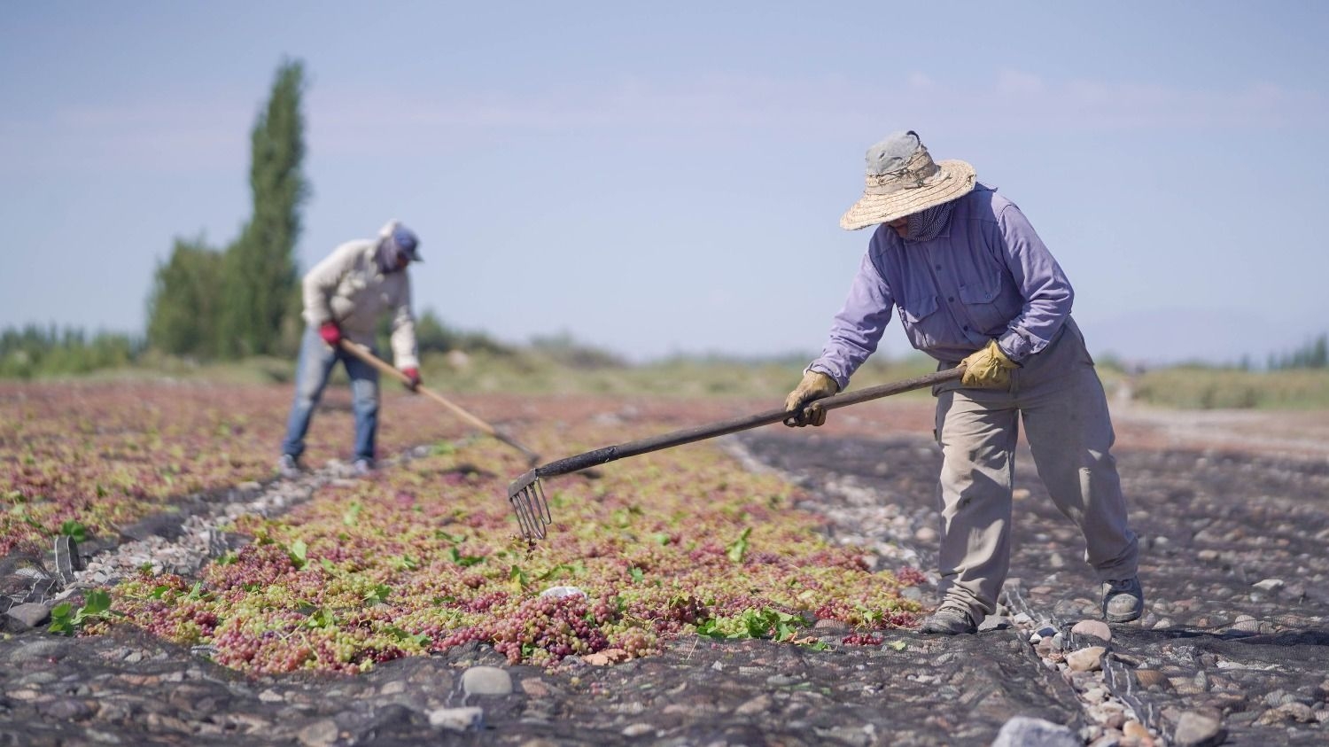 San Juan lidera la producción de pasas de uva y crece su exportación