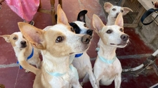 Quienes adopten una mascota en Rawson, no pagarán impuestos