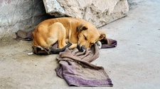 De 100 perros, solo 5 se encuentran en situación de calle en San Juan