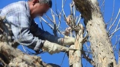 Chimbas: un hombre terminó grave tras caer de un árbol que estaba podando