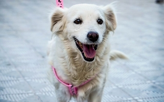 Hallazgo en cáncer canino abre nuevas pistas para tratar tumores humanos