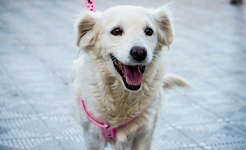 Hallazgo en cáncer canino abre nuevas pistas para tratar tumores humanos