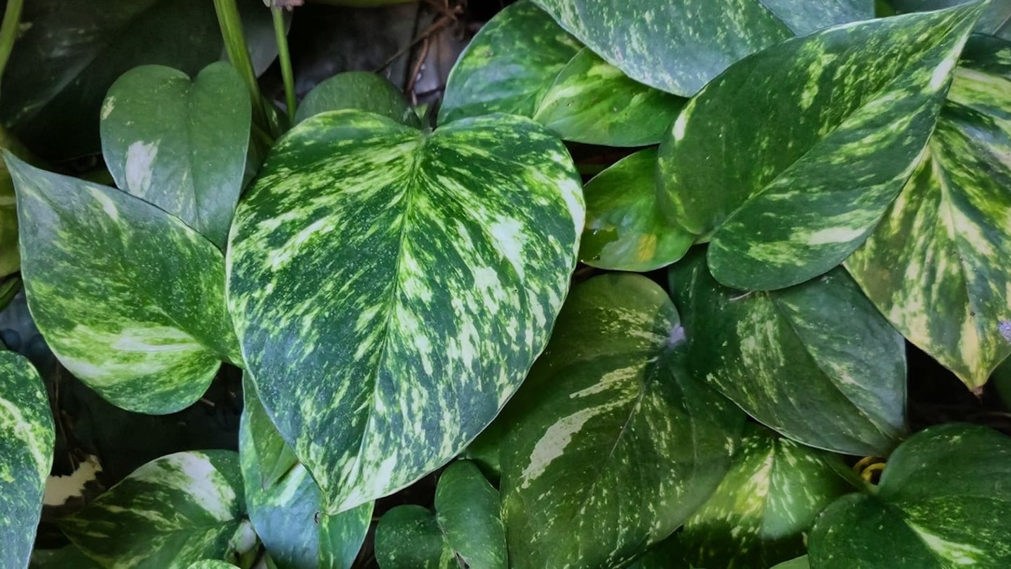 Cómo lograr que un potus común desarrolle hojas gigantes en casa