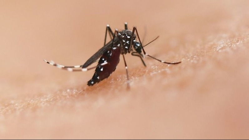 Temor en Argentina por la enfermedad del mosquito que ataca a la población