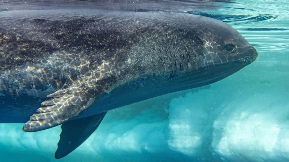 Fotografiaron por primera vez a un misterioso animal antártico