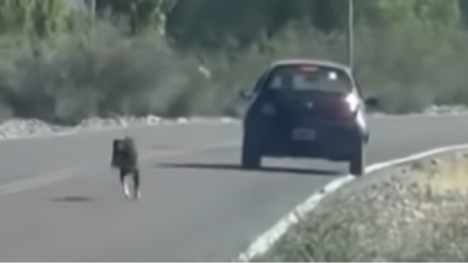 Indignación en Barreal por un hombre que abandonó a un perro en plena calle