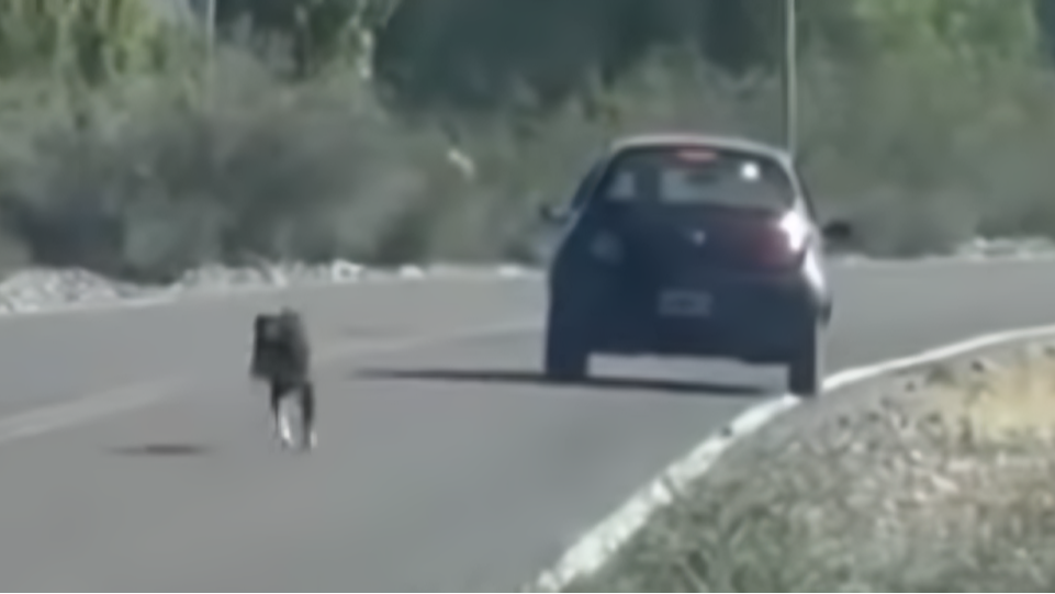 Indignación en Barreal por un hombre que abandonó a un perro en plena calle