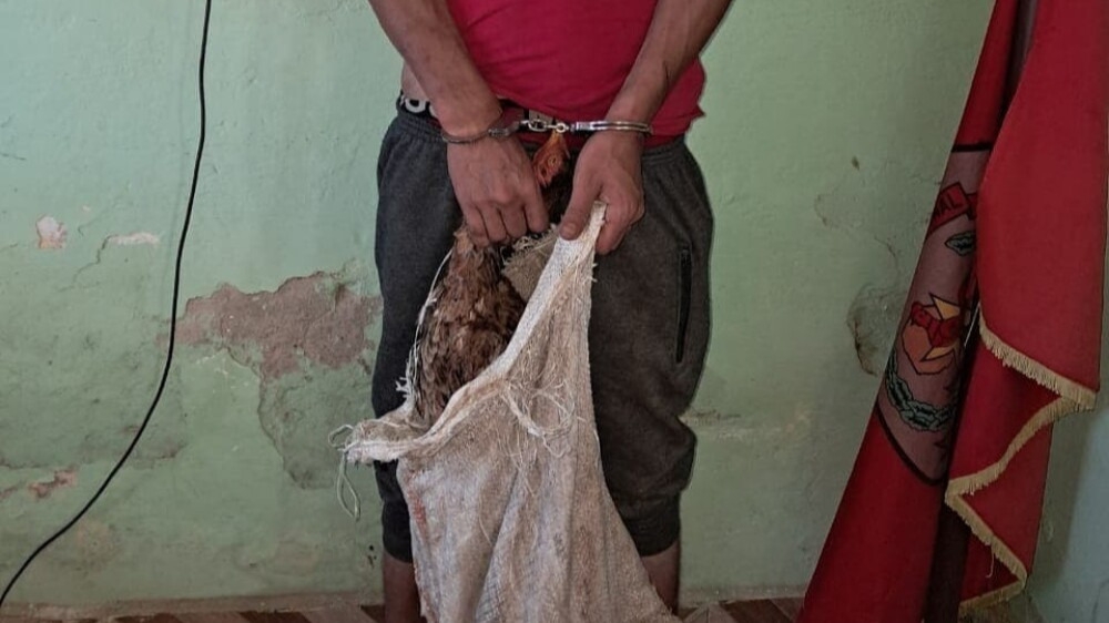 Condenaron a dos meses de prisión efectiva al hombre que robó siete gallinas en 25 de Mayo