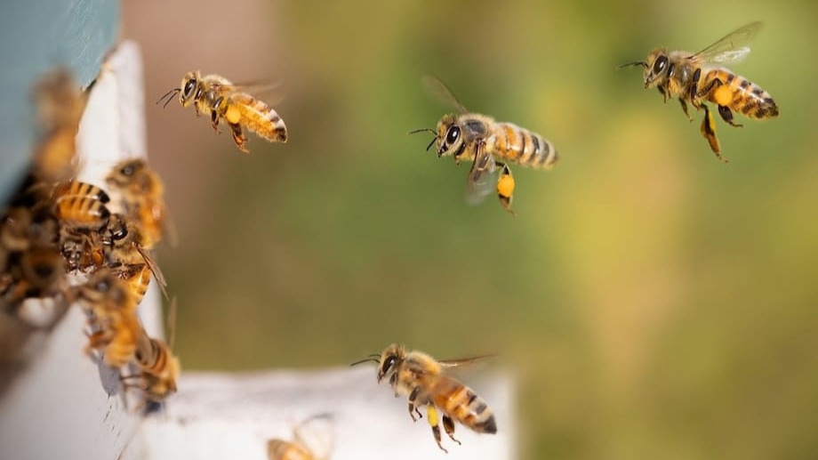 Cuál es el significado de recibir la visita de abejas en el hogar