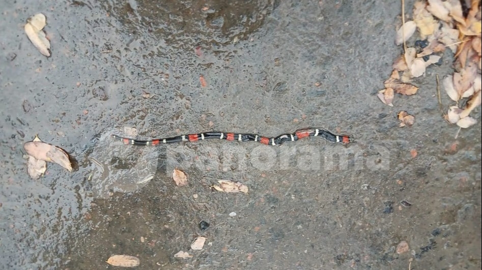 En Jáchal niños jugaban y encontraron una serpiente venenosa