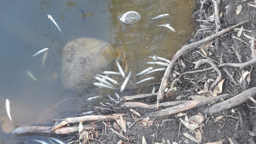 En Valle Fértil investigan la aparición de peces muertos en el dique San Agustín