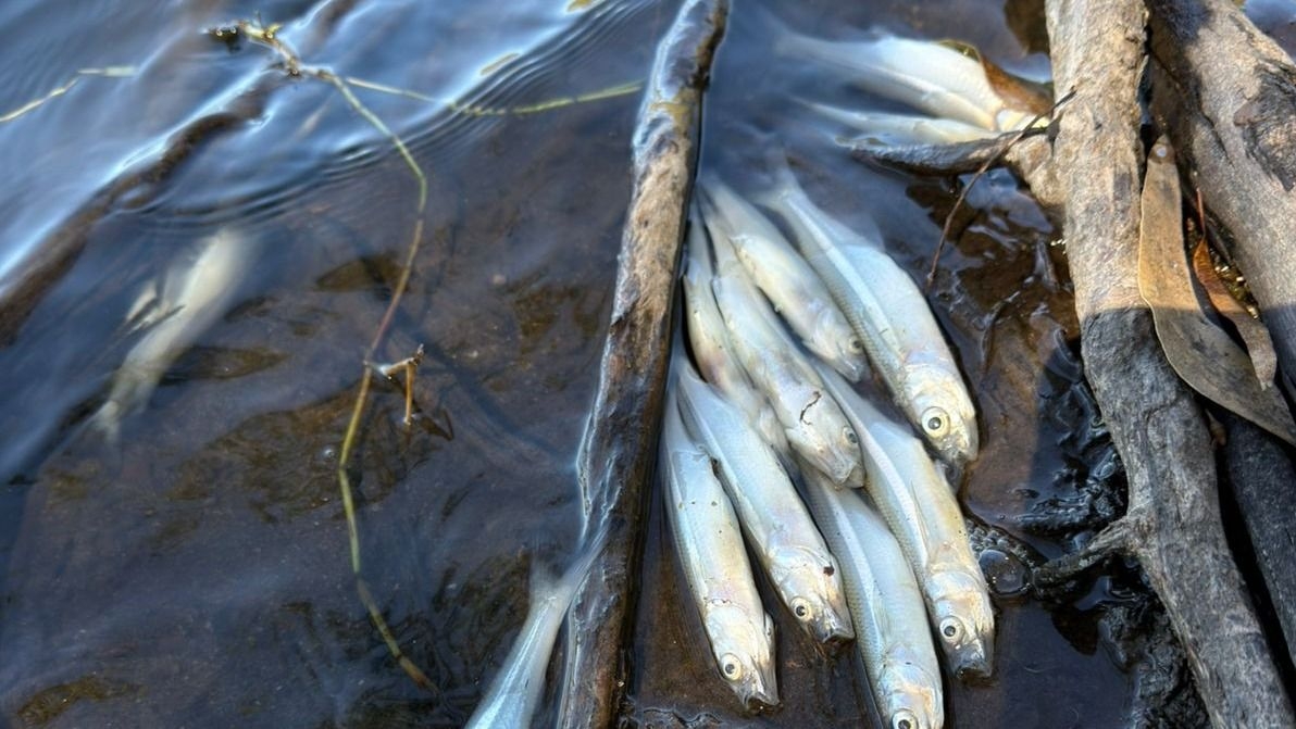 Mortandad de peces en Valle Fértil: técnicos ya analizan las causas