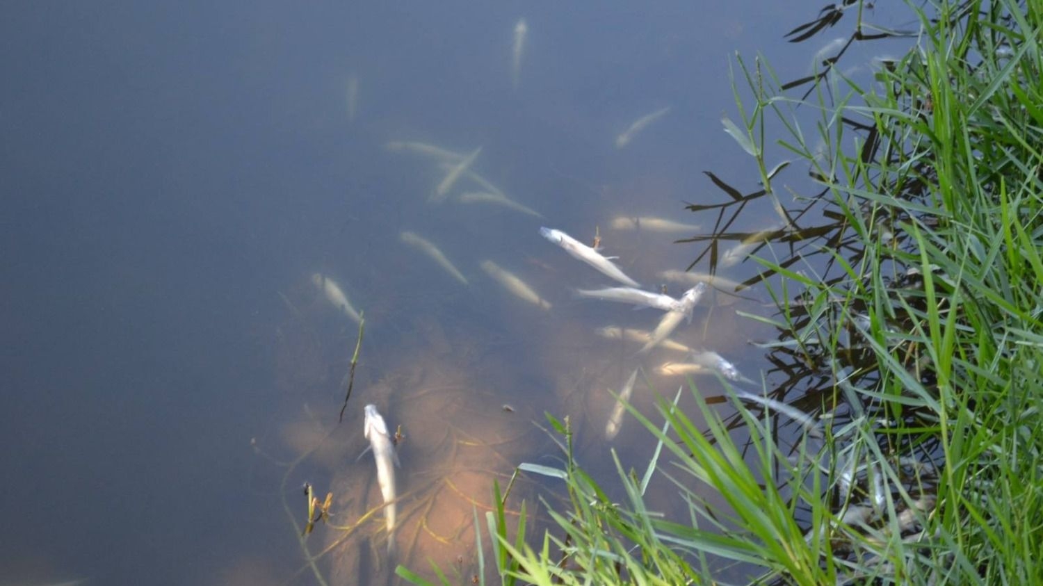 En 15 días estarán los resultados por la muerte de peces en el dique San Agustín
