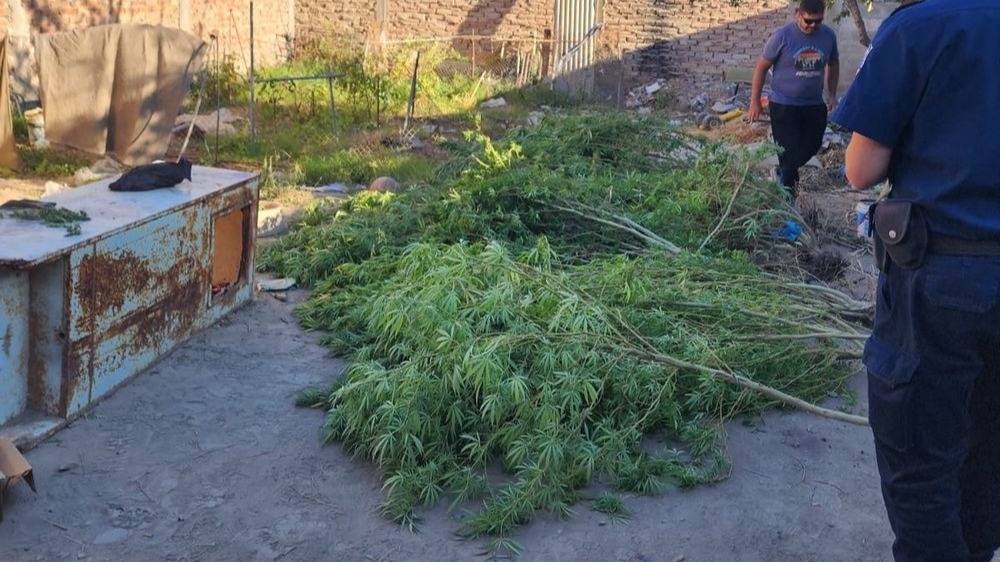 Buscaban objetos robados y terminaron encontrando plantas de marihuana