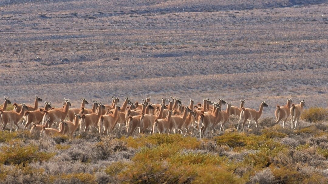 Monitoreo de guanacos en El Leoncito refuerza su conservación