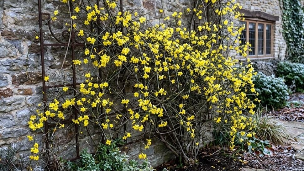 El jazmín de invierno, la trepadora ideal que florece con frío