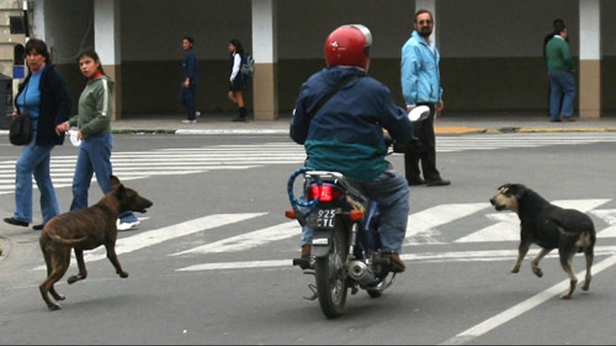Una jauría de perros mordió a un nene de seis años en Albardón