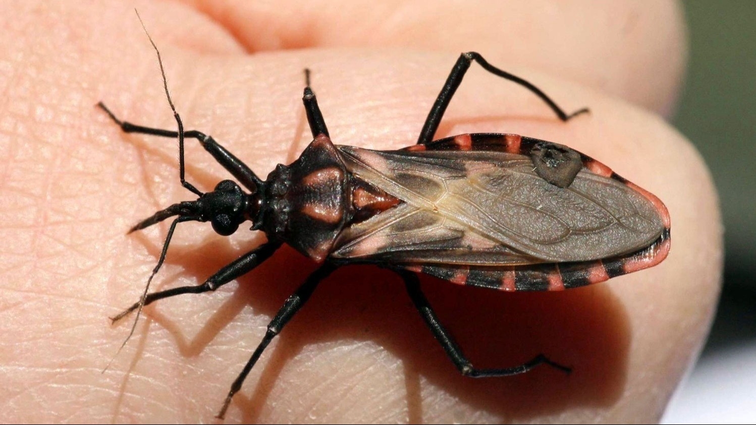 San Juan registra cerca de 400 casos de Chagas por año y refuerzan la prevención