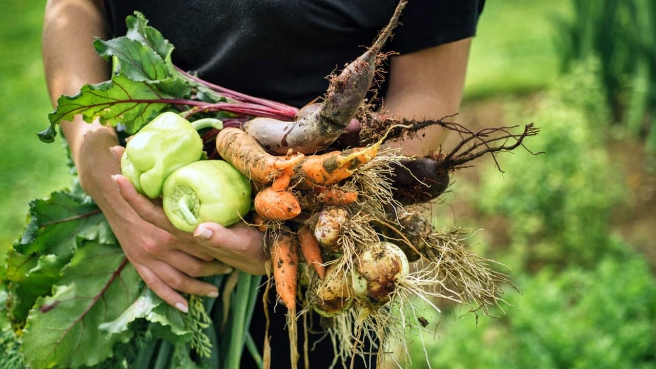 Qué se puede sembrar en otoño para cosechar antes de fin de año