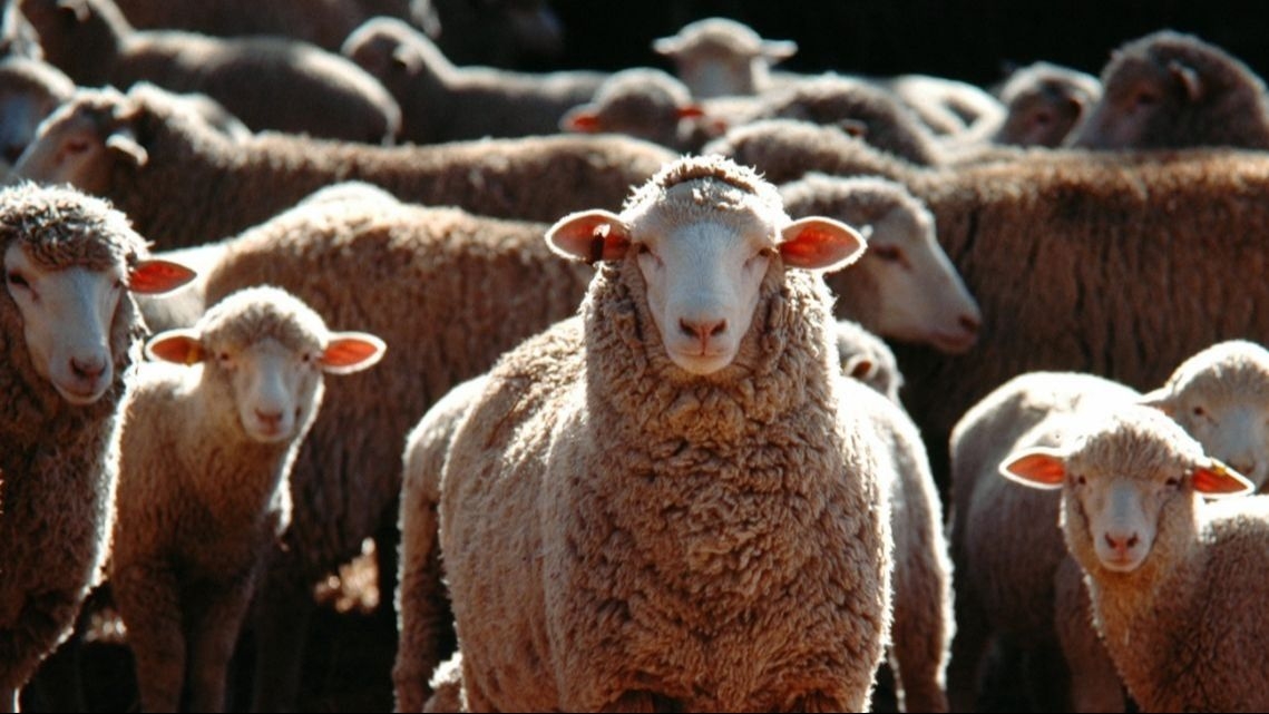 Detectan por primera vez “oveja loca” en Argentina