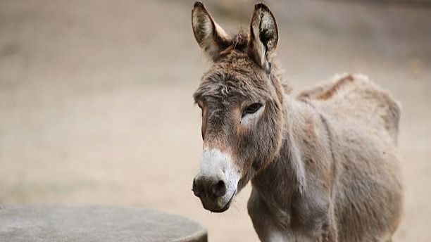 “Siento que me mataron a un familiar”: el crudo relato del dueño del burro faenado