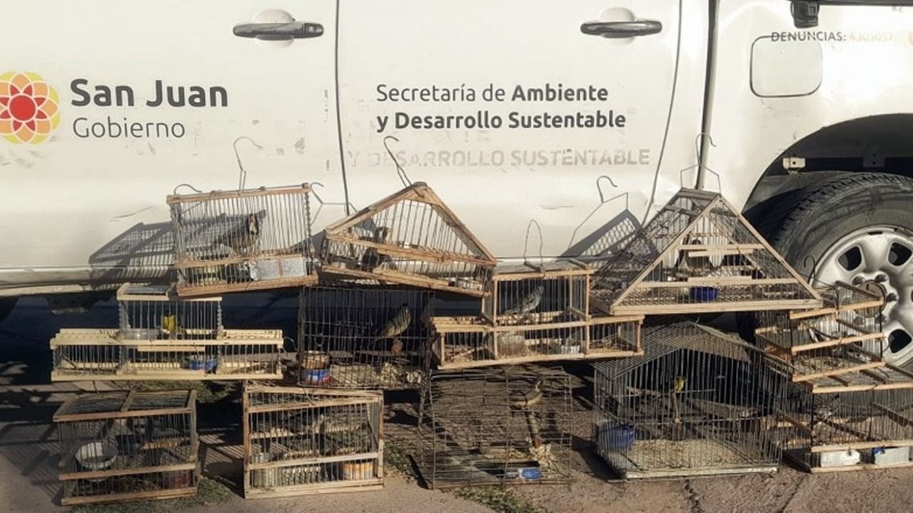 En operativos rescataron 120 animales de la caza furtiva y la mayoría son aves