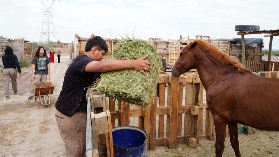Rescate Equino advierte que crece el circuito clandestino de faenamiento de caballos