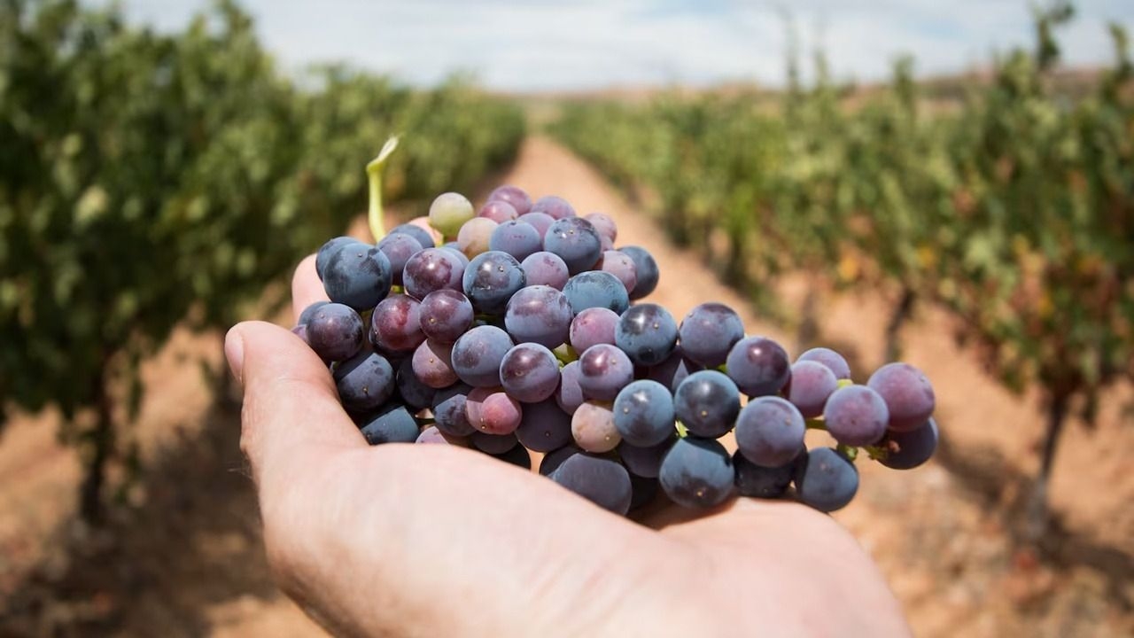 Por qué el Día del Malbec se celebra cada 17 de abril