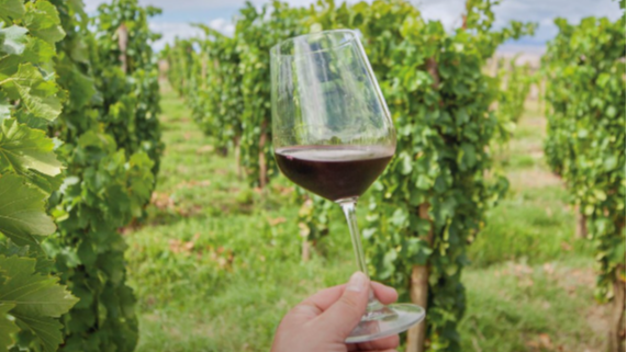 San Juan lidera el crecimiento del Malbec y se afianza como potencia