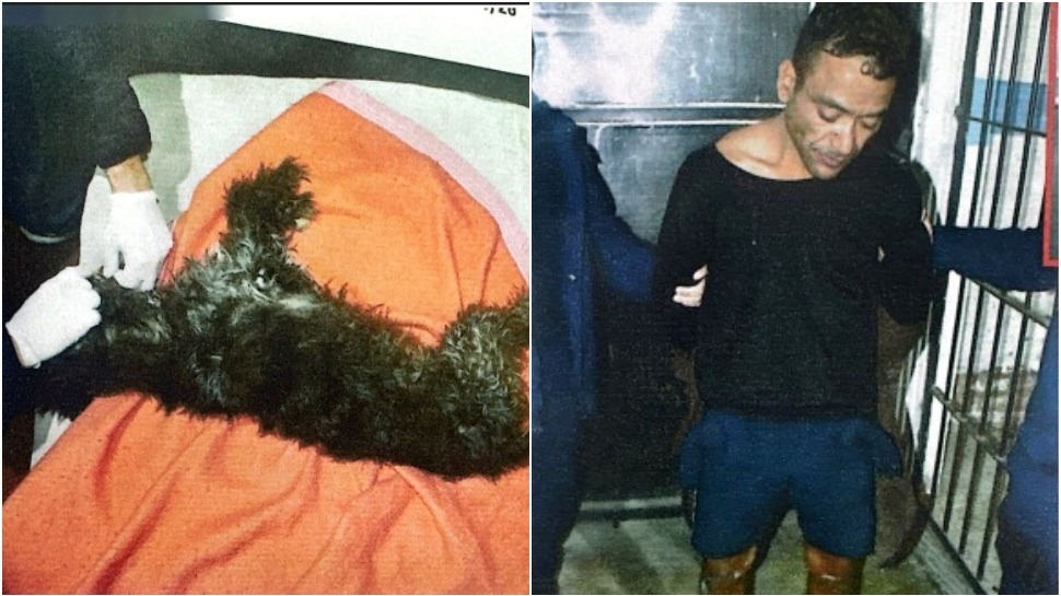 Mató a patadas a un perro, amenazó al dueño y pasará dos años en el Penal