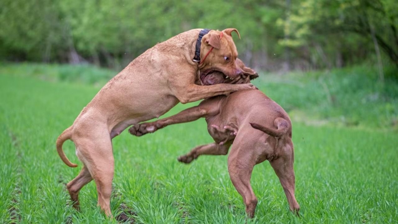 Un jubilado murió desangrado al intentar separar a sus perros