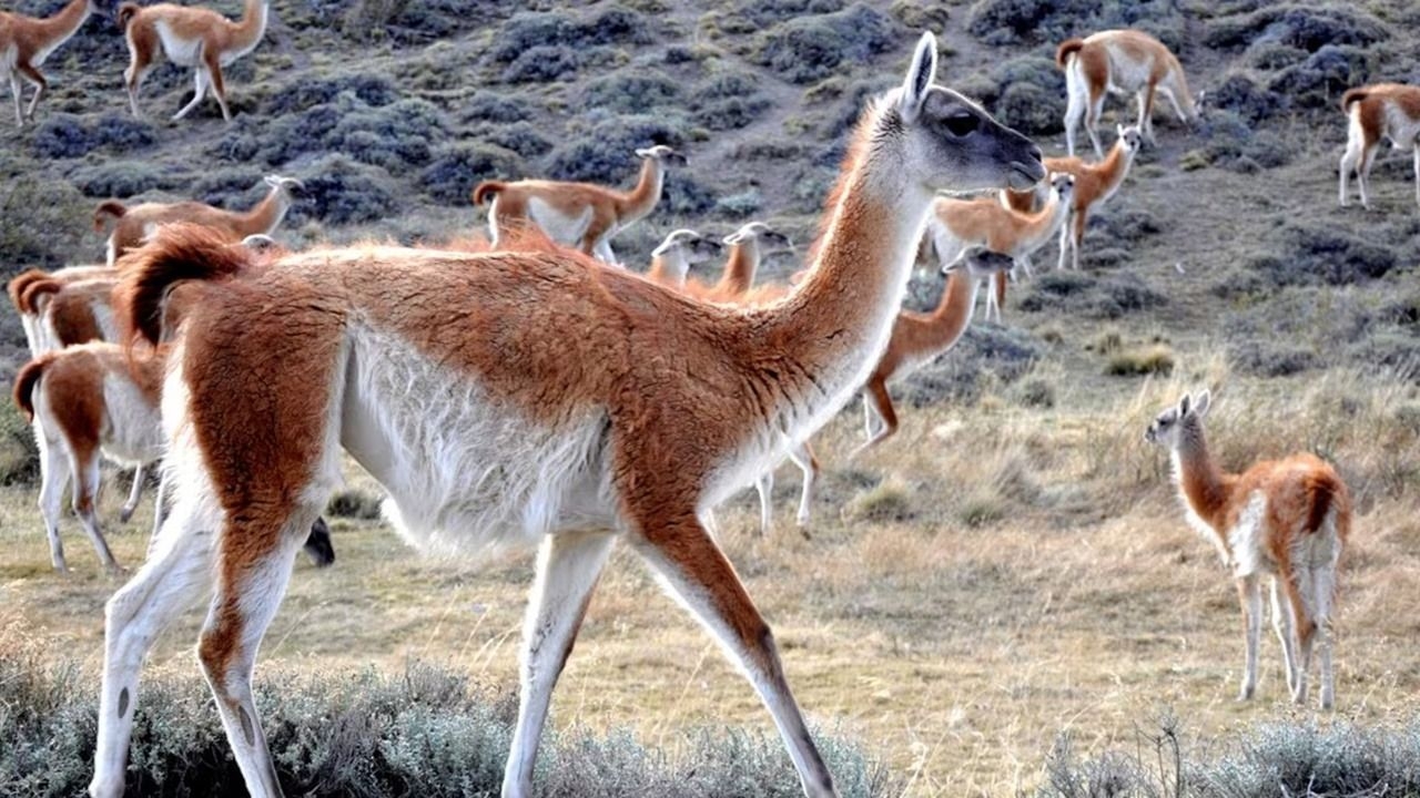 El titular de la Rural planteó el consumo de la carne de guanaco como alternativa