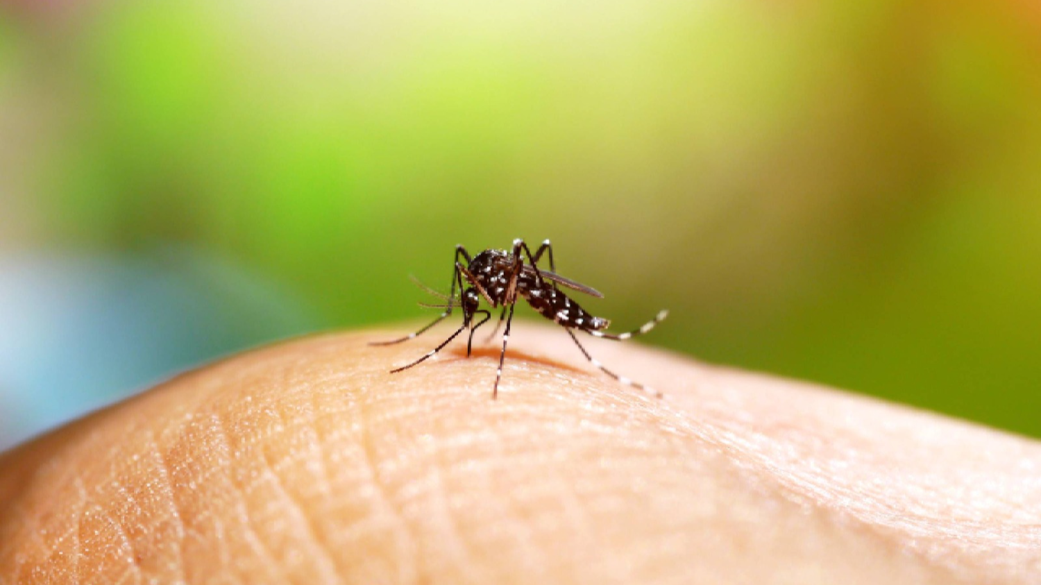 Sin brote ni pico de dengue en San Juan durante la temporada de mayor riesgo