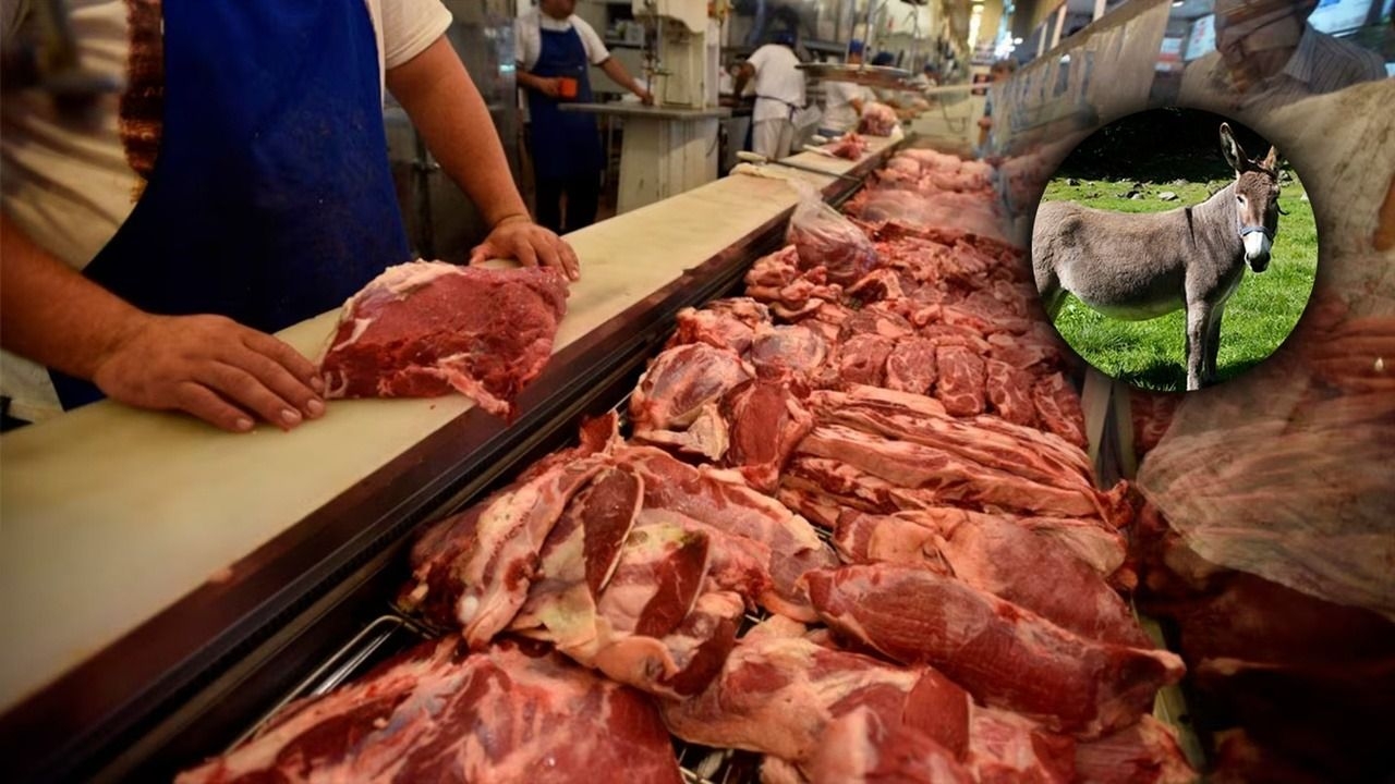 Furor por la carne de burro en Chubut provocó que se agotara en un día