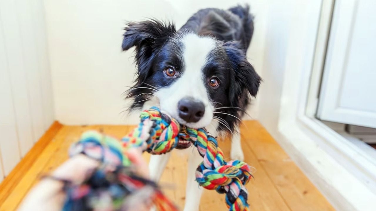 Las tres razas de perros más fáciles de entrenar