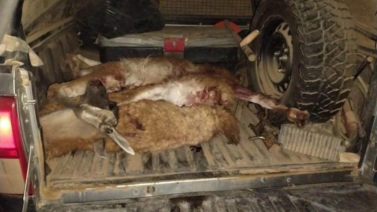 Multa histórica de más de $10 millones por cazar ilegalmente guanacos