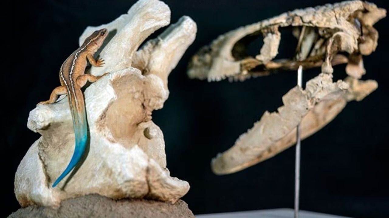 Hallan en la Patagonia un reptil único que vivió hace 70 millones de años