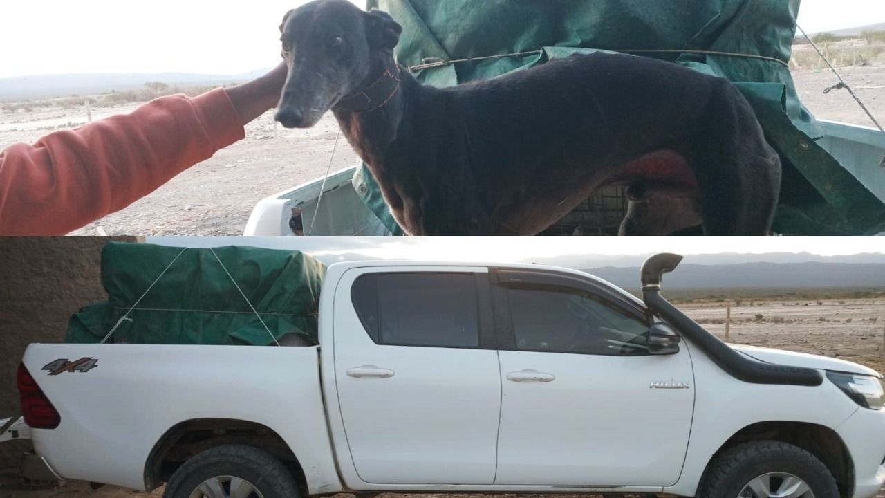 La policía detectó y detuvo a cazadores furtivos con galgos en Albardón