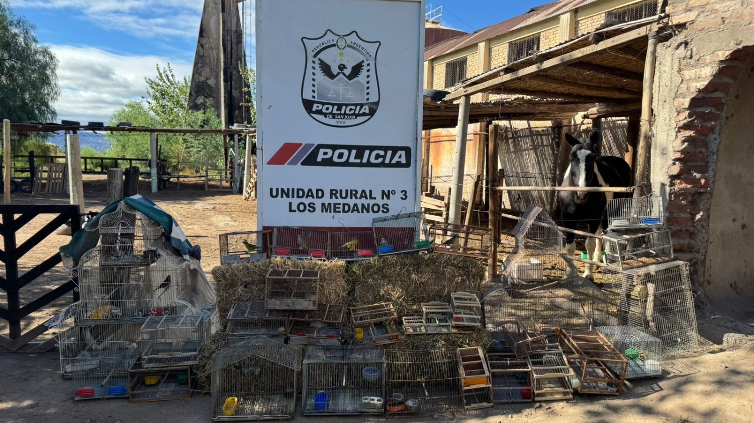 Desbarataron en Caucete dos puntos de venta ilegal de aves autóctonas