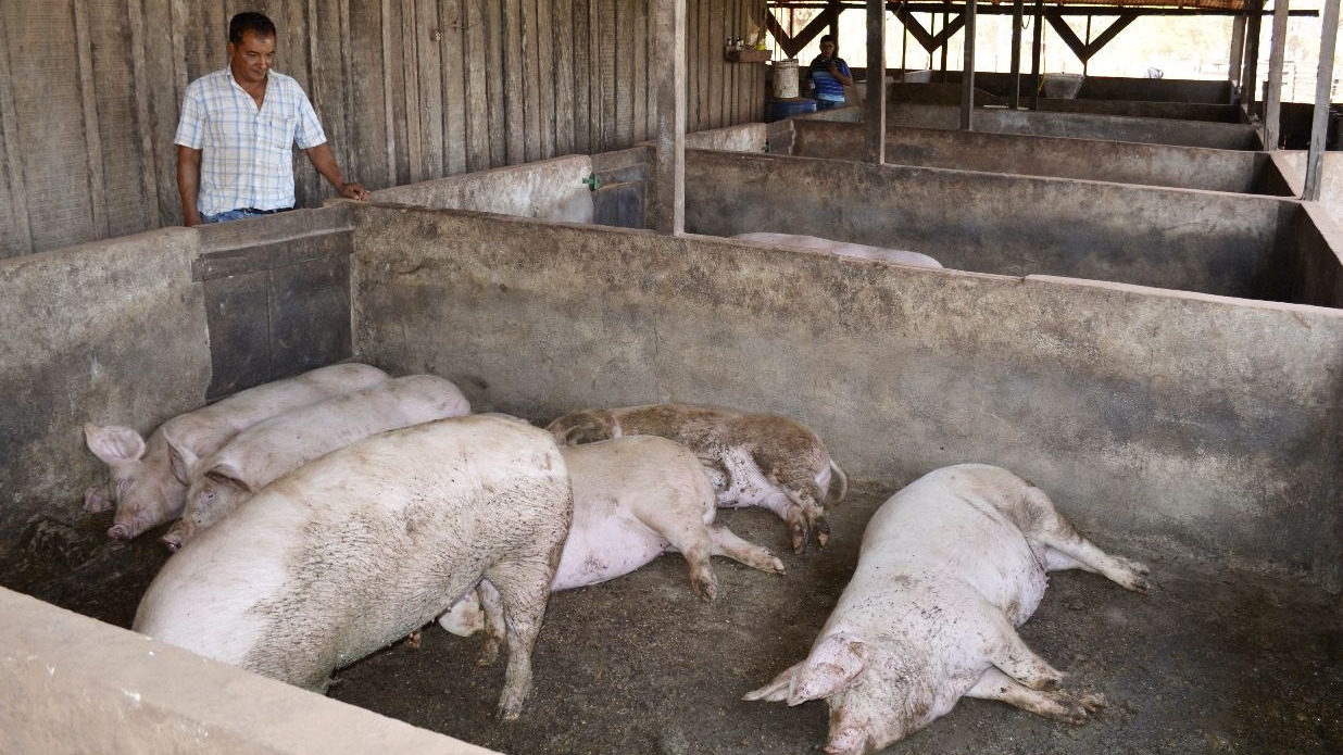 Se robaron seis chanchos de un criadero en San Martín