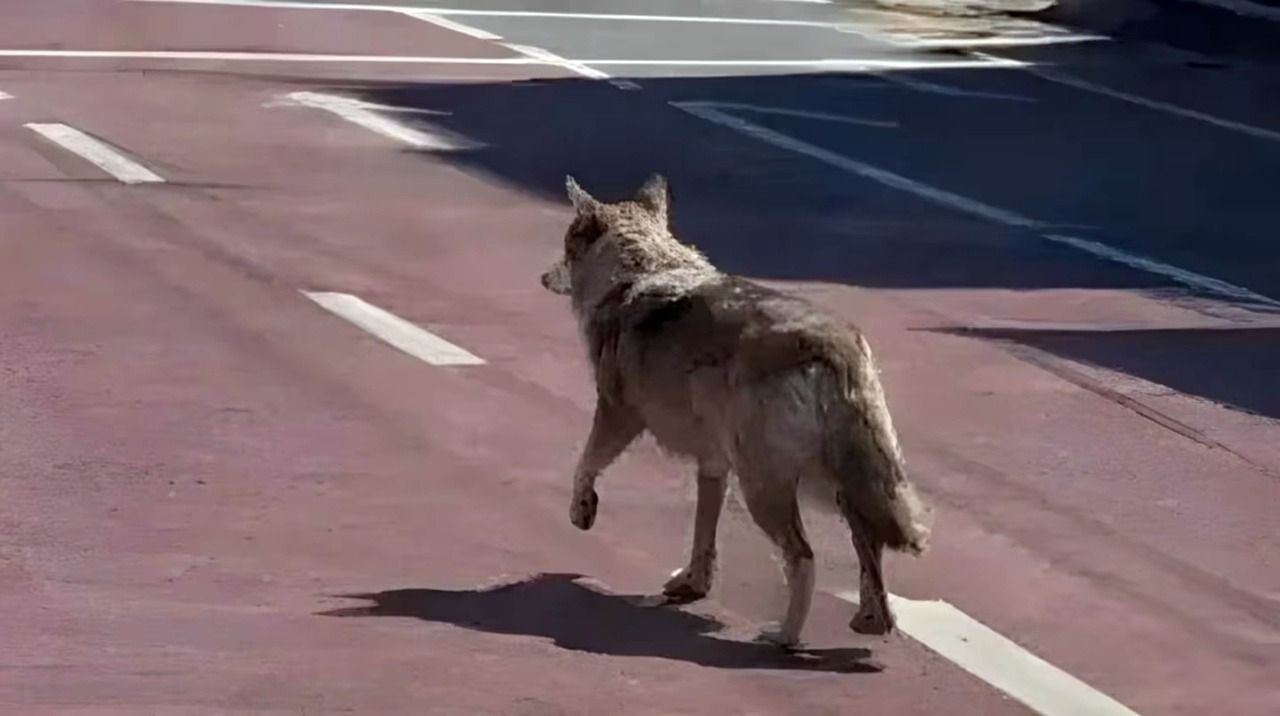 Un hombre podría ir preso por publicar una imagen de un lobo creada con IA