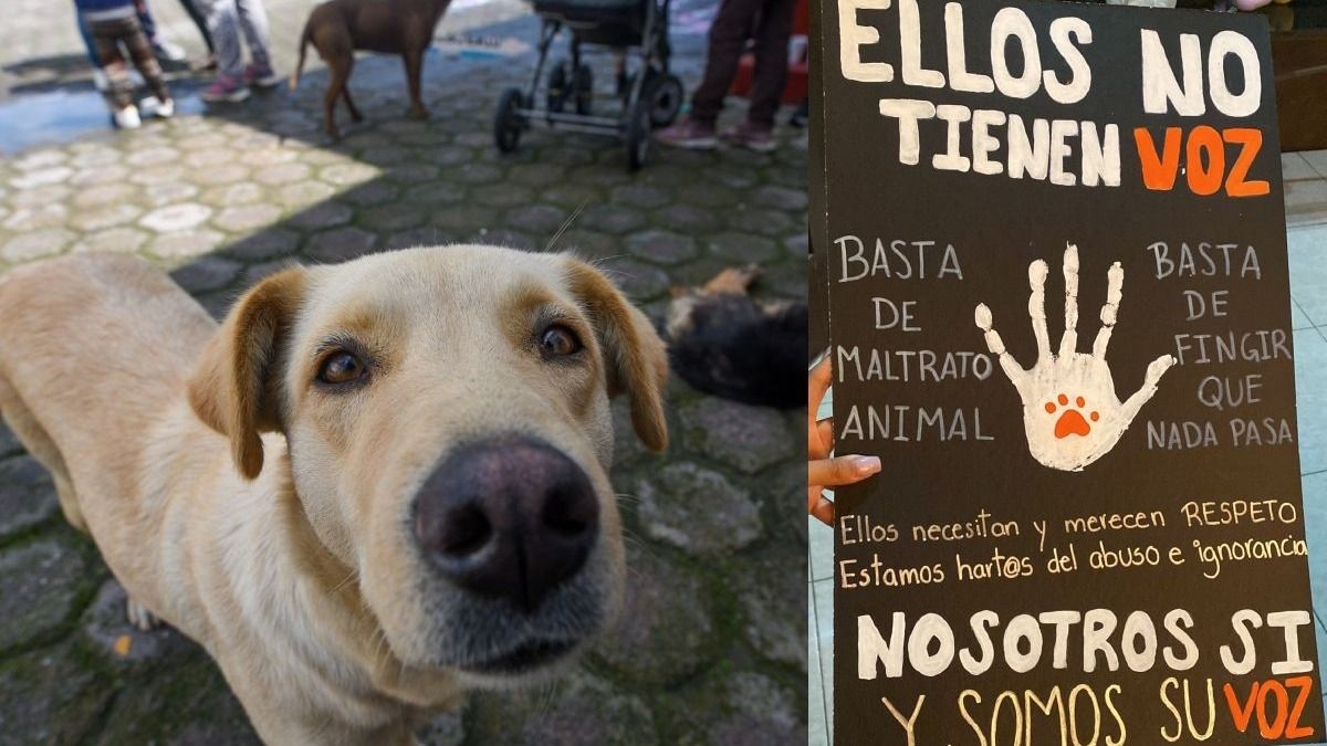 La condena de 15 días por zoofilia desata indignación de proteccionista