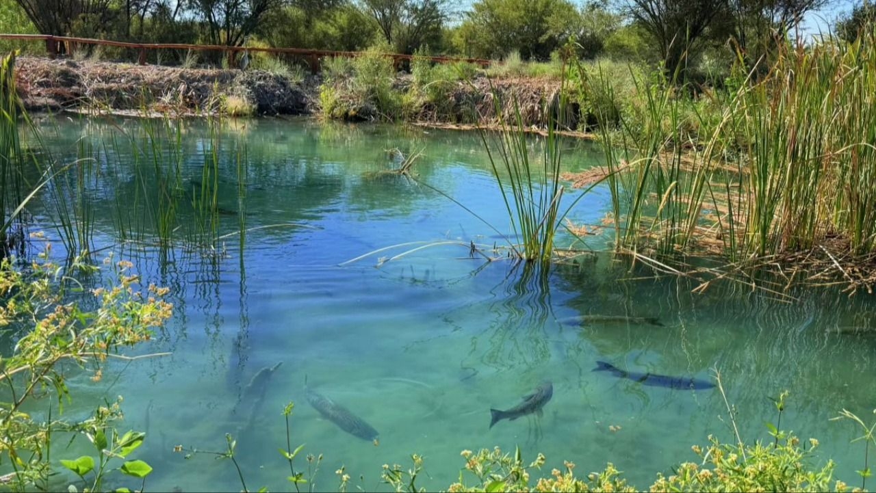 A un mes del traslado, los peces del Parque se encuentran sanos y adaptados