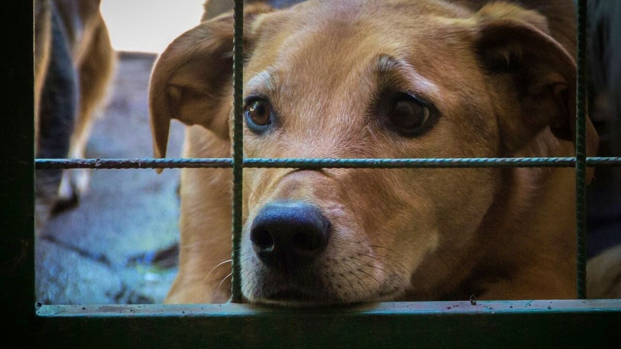 Zoofilia y el vacío legal que deja impunes casos de maltrato animal