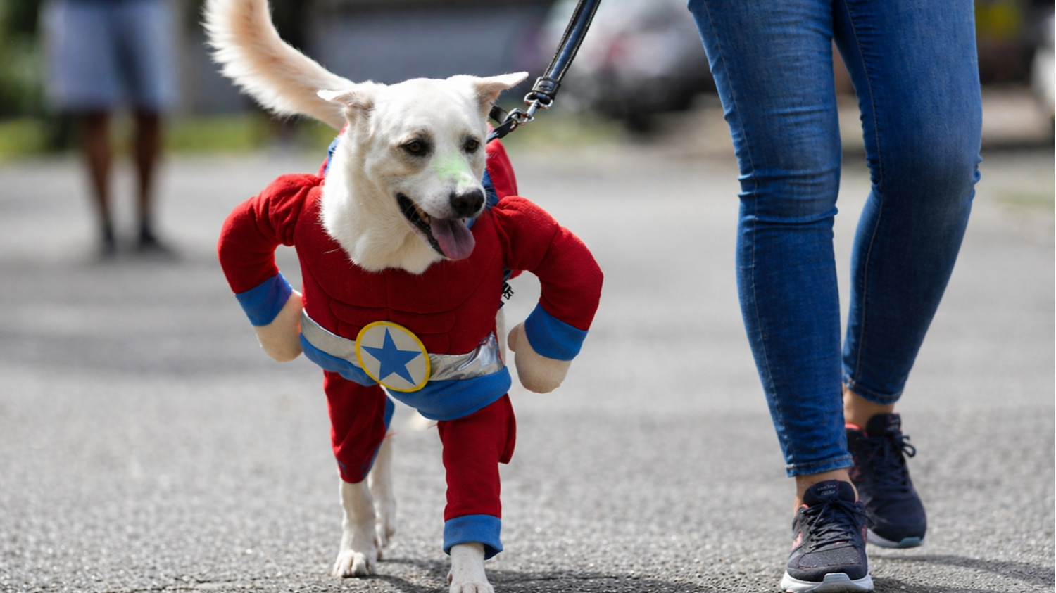 Disfraces, premios y salud: habrá un desfile de mascotas en la Plaza Italia