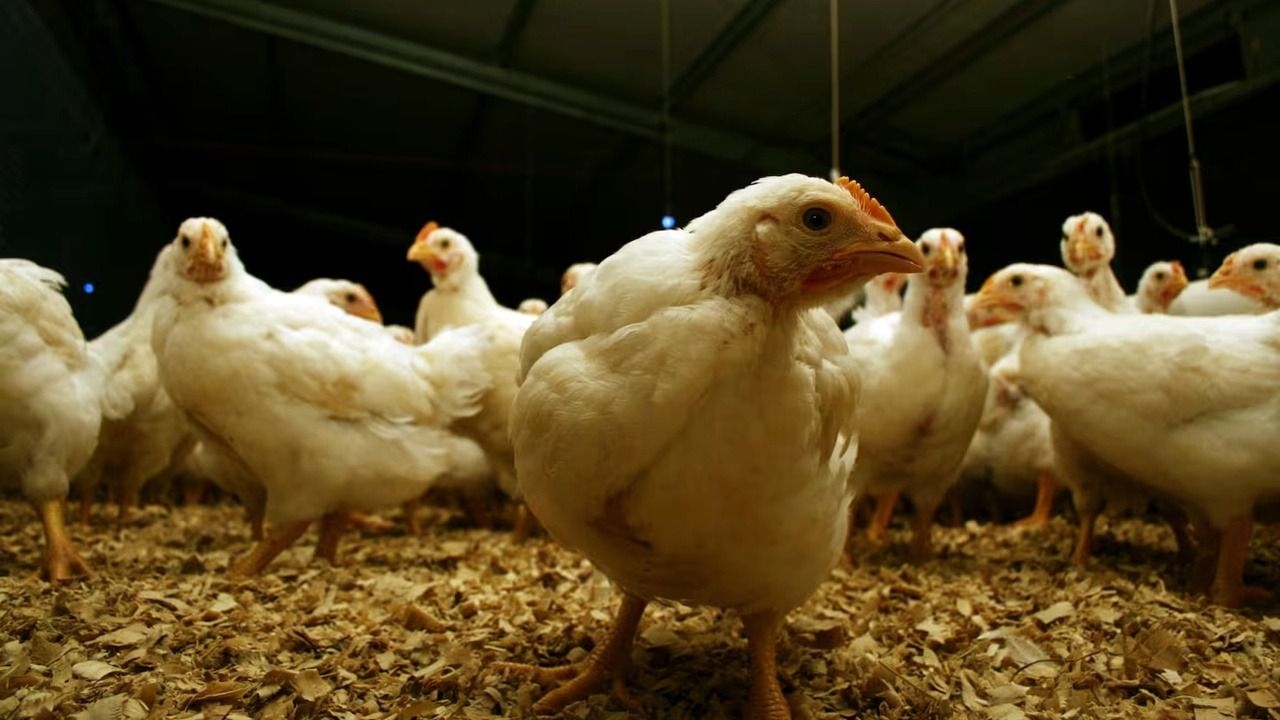 Argentina vuelve a exportar pollo tras superar la gripe aviar